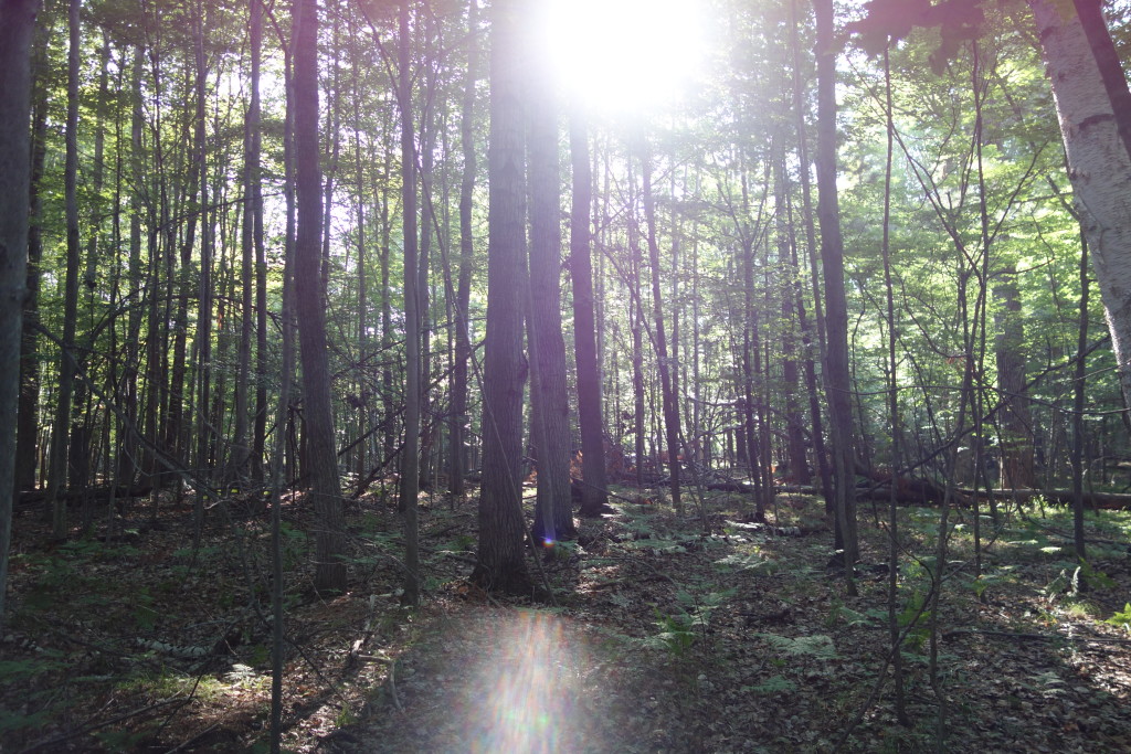 Michigan Woods In July