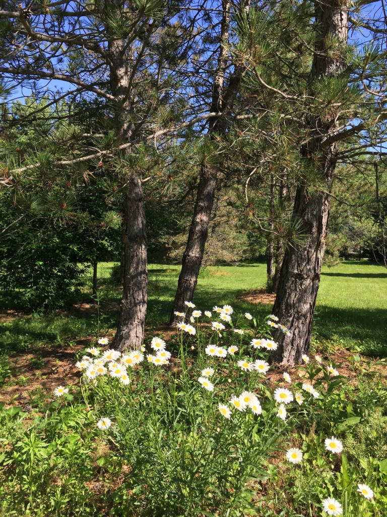 West Front Yard