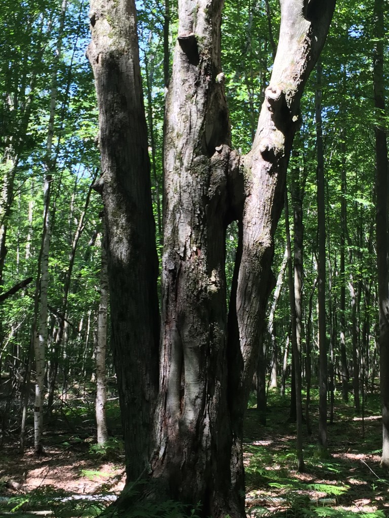 The Window Tree in The Woods